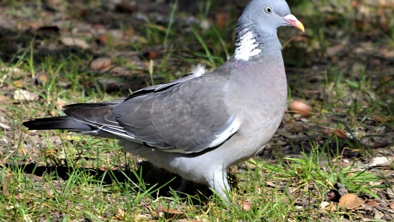 Madeira autoriza abate de ave protegida