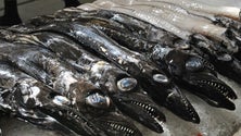 Imagem de Associação de ciências marinhas quer pescas baseadas em conhecimentos científicos (Áudio)