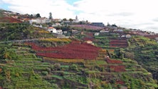 Imagem de Associação de Municípios Portugueses do Vinho quer incluir a Madeira na rede de Enoturismo de Portugal (Vídeo)