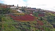Imagem de Associação de Municípios Portugueses do Vinho quer incluir a Madeira na rede de Enoturismo de Portugal (Vídeo)