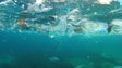 Imagem de Madeira investe 1,4 ME na sensibilização dos pescadores para reduzir lixo marinho