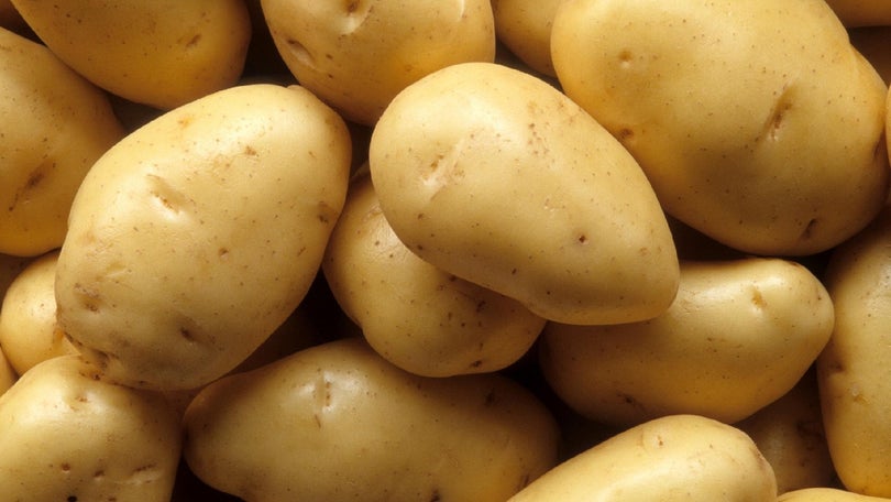 Imagem de Batata, batata-doce e cana-de-açúcar são as culturas temporárias mais produzidas na Madeira