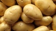 Batata, batata-doce e cana-de-açúcar são as culturas temporárias mais produzidas na Madeira