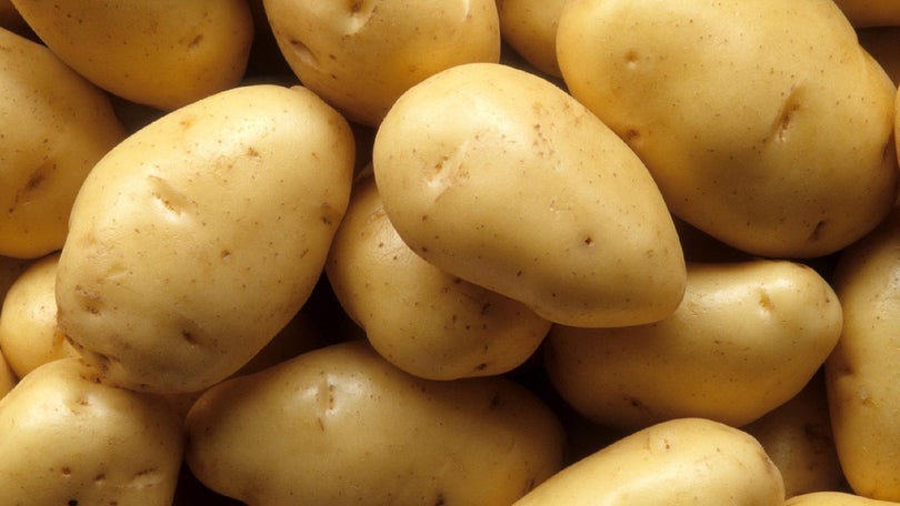 Batata, batata-doce e cana-de-açúcar são as culturas temporárias mais produzidas na Madeira