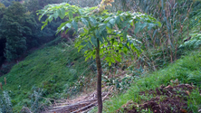 Imagem de Fóssil mais antigo de uma planta da família das cenouras foi descoberto na Madeira (Áudio)