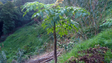 Imagem de Fóssil mais antigo de uma planta da família das cenouras foi descoberto na Madeira (Áudio)