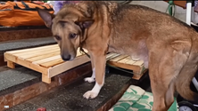 Imagem de Sete animais de estimação vindos da Ucrânia (vídeo)