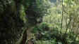 Imagem de Levadeiro escorregou e caiu de uma altura de 10 metros, na Levada dos Tornos, Boaventura