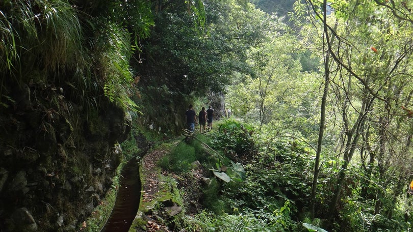 Imagem de Levadeiro escorregou e caiu de uma altura de 10 metros, na Levada dos Tornos, Boaventura