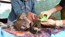 Imagem de Três mil milhões de animais mortos ou deslocados pelos incêndios na Austrália