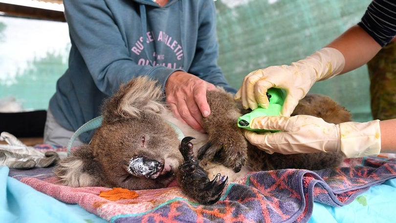 Três mil milhões de animais mortos ou deslocados pelos incêndios na Austrália