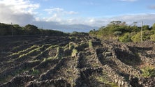 Imagem de Consumidores de vinho dos Açores estão a ser enganados  (Som)