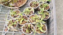 Imagem de GNR apreende plantas exóticas (vídeo)