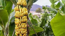 Imagem de ABAMA não concorda com a obrigatoriedade de venda de banana à GESBA (áudio)