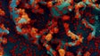 Imagem de Cientistas dizem que Ómicron é um alerta da ameaça do vírus