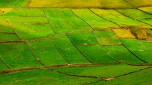 Imagem de Produtores de leite da Graciosa e Terceira reclamam aumentos (Som)