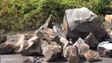Imagem de Limpeza de escarpa causa constrangimentos na via expresso da Ribeira Brava (vídeo)