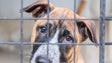 Imagem de Número de animais abandonados está a aumentar em Portugal