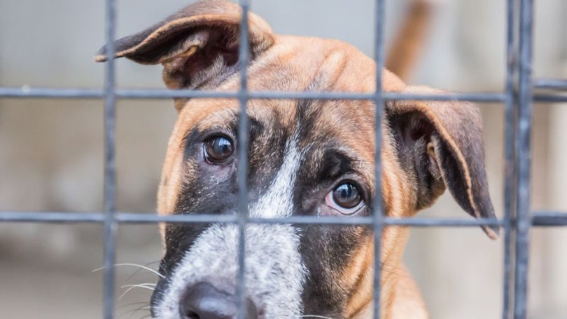 Imagem de Número de animais abandonados está a aumentar em Portugal