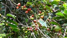 Imagem de Café produzido na Terceira chega ao mercado no próximo ano (Vídeo)