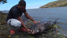 Imagem de Pelo menos 13 golfinhos encontrados mortos após derrame de navio nas Maurícias
