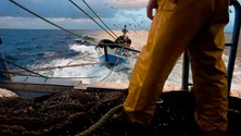 Imagem de Pesca de atum dos Açores é a primeira do mundo neutra em plásticos (Vídeo)
