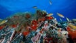 Imagem de Fundo marinho da costa sul da ilha está a ser mapeado (Vídeo)
