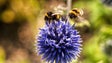 UE proíbe três inseticidas que prejudicam as abelhas