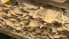 Imagem de Bacalhau de São Martinho (vídeo)