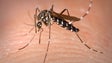 Mosquito transmissor do vírus da dengue detetado pela primeira no território continental português