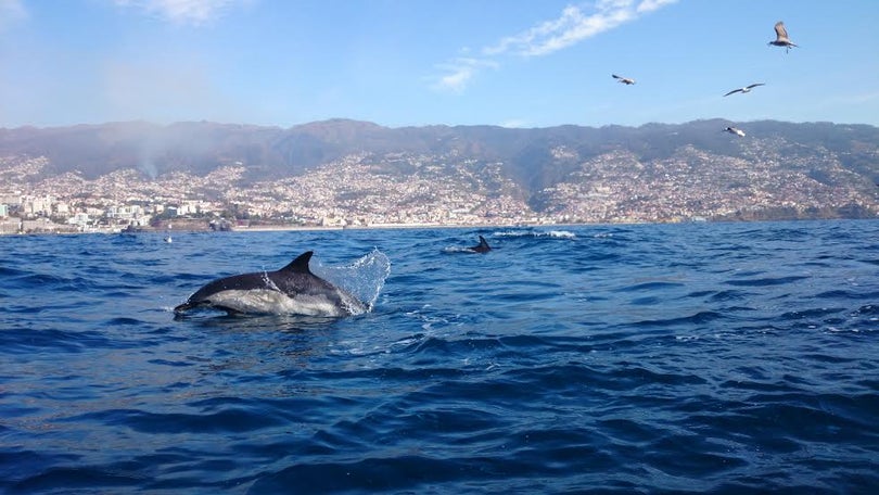 Imagem de Porto e Madeira recolhem dados sobre baleias e golfinhos
