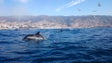 Porto e Madeira recolhem dados sobre baleias e golfinhos