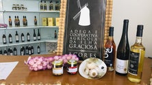 Adega Graciosa prevê mais qualidade na produção de vinho branco este ano (Vídeo)