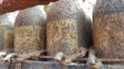 Primeiras garrafas de rum maturado subaquaticamente retiradas do mar na Madeira