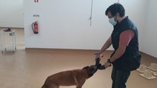 Imagem de Aeroporto poderá ter testes com cães farejadores (áudio)