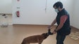 Imagem de Aeroporto poderá ter testes com cães farejadores (áudio)
