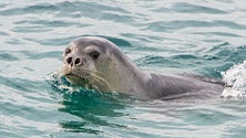Imagem de Lobo marinho encontrado ferido no mar da Madeira (Vídeo)
