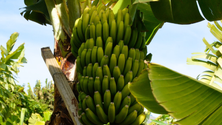 Imagem de Apoio de 551 euros a produtores de banana