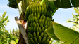 Imagem de Apoio de 551 euros a produtores de banana