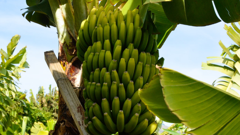 Apoio de 551 euros a produtores de banana