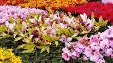 Imagem de Hotéis vestem-se a rigor para a Festa da Flor