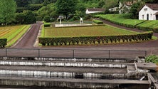 Imagem de Açores envia 19 mil árvores para reflorestar a Madeira
