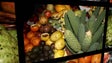 Imagem de Madeirenses preferem cada vez mais a fruta regional