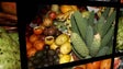 Madeirenses preferem cada vez mais a fruta regional