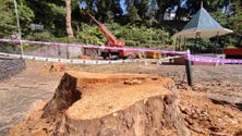 Câmara mandou cortar 16 árvores no Monte (vídeo)