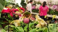 Maioria das flores utilizadas na Festa da Flor são de origem regional (áudio)