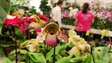 Maioria das flores utilizadas na Festa da Flor são de origem regional (áudio)