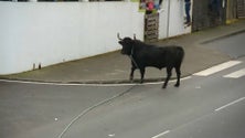 Imagem de Proposta do PAN para acabar com as touradas nos Açores chumbada