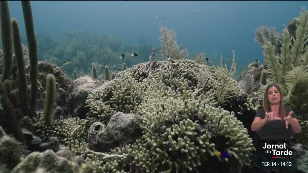 Recifes de coral de águas quentes estão a morrer
