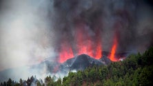 Imagem de Madeira está livre de perigo (vídeo)
